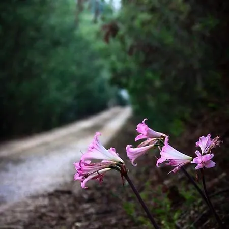 Casal Das Flores